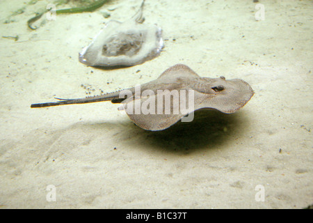 Gemeinsamen Ray Fisch, Raja SP., Rajidae Stockfoto