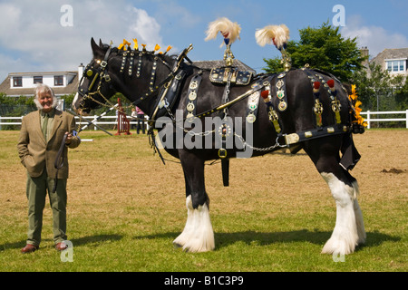 Shire Horse bei Royal Cornwall Show 2008 Stockfoto