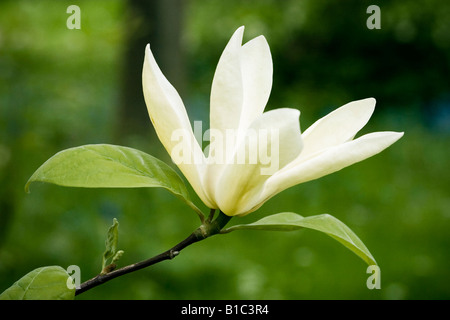 Magnolia Blumen Stockfoto