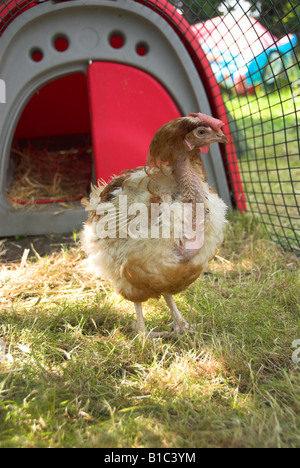 Legebatterien gerettet einen Tag nach der Entlassung aus einer Batterie-Farm Stockfoto