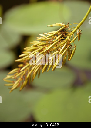 Tropische Kannenpflanze Blume, Nepenthes SP., Nepenthaceae Stockfoto
