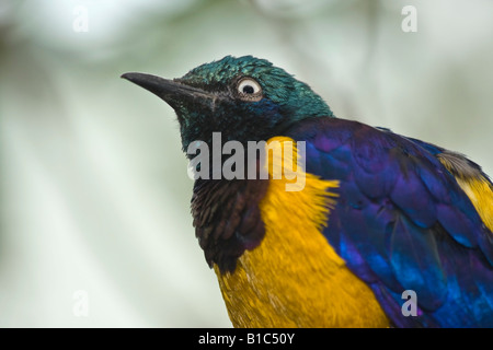 Vogel Golden Breasted Starling Cosmopsarus regius eins ein Vogel exotisch verschwommen unscharfe Unschärfe Hintergrund Niemand Clousup Seite lustige Vögel Bilder in Hi-res Stockfoto