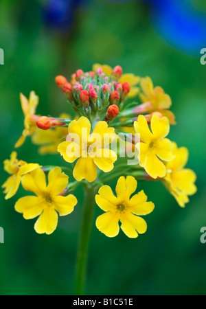 PRIMULA BULLEYANA KANDELABER PRIMULA Stockfoto