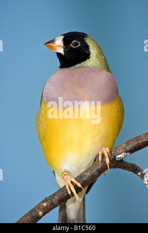 Vogel Gouldian Finch Erythrura gouldiae exotisch isoliert niemand Nahaufnahme von Sitzen auf einem Baumzweig lustige Vögel in einem ZOO USA Bilder farbig Hi-res Stockfoto