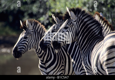 Tiere, Tierwelt, Kruger Nationalpark, Südafrika, Burchells Zebra, Equus burchelli, suchen, Gruppe, Reise Safari Stockfoto