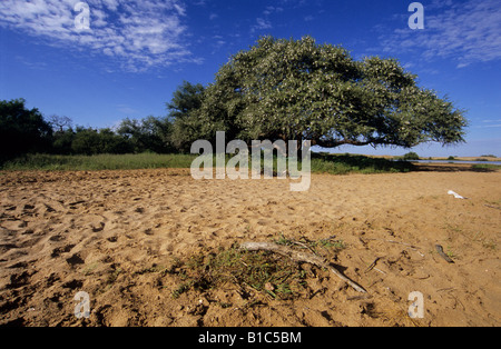 Große grüne Camel Thorn Tree Acacia Erioloba in der typischen afrikanischen Busch Veld Savanne Silhouette gegen blauen Himmel Namibia reisen Stockfoto