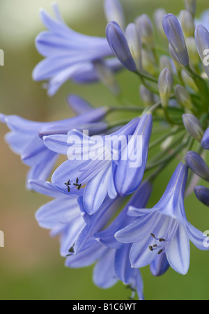 AGAPANTHUS ANGELA Stockfoto