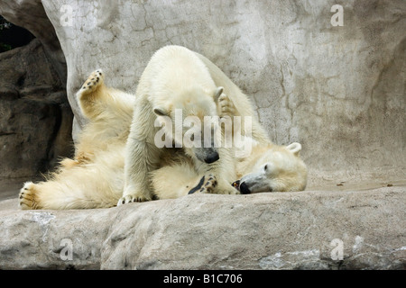 Zwei wilde weiße Bären ZOO Toledo Ohio in den USA USA USA USA USA eine felsige Wand Tiere in Liebe Niemand horizontale Hi-res Stockfoto