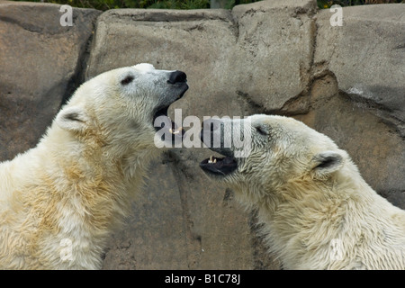 Ein paar wilde weiße Bären ZOO Toledo Ohio OH in den USA USA USA USA USA ein felsiger Hintergrund Wand Tiere in Liebe Niemand horizontal Hi-res Stockfoto