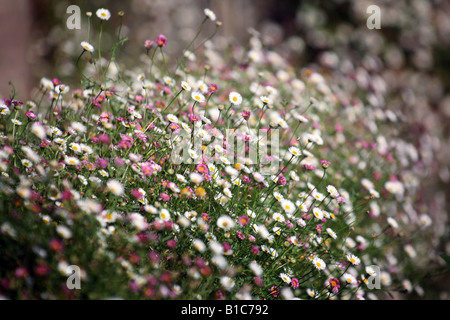 Hestercombe Haus und Gärten Gänseblümchen Stockfoto