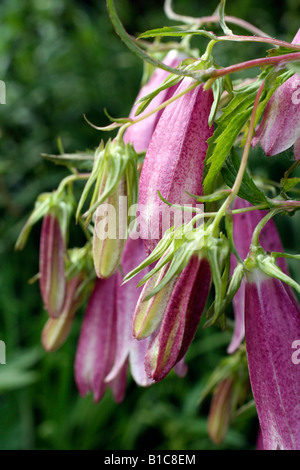 CAMPANULA TAKESIMANA ELIZABETH Stockfoto