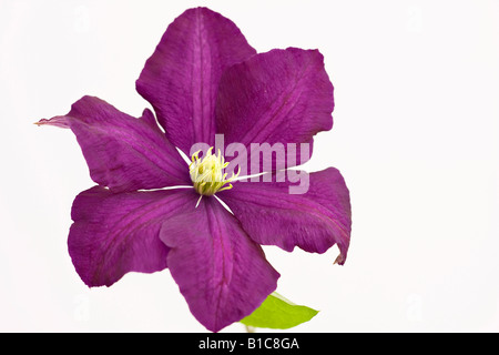 Nahaufnahme einer einzigen Gruppe 3 große lila Clematis Blume vor weißem Hintergrund. Stockfoto