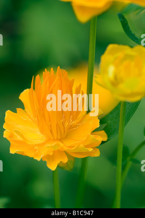 TROLLBLUME YUNNANENSIS CHINESISCHE GLOBEFLOWER Stockfoto