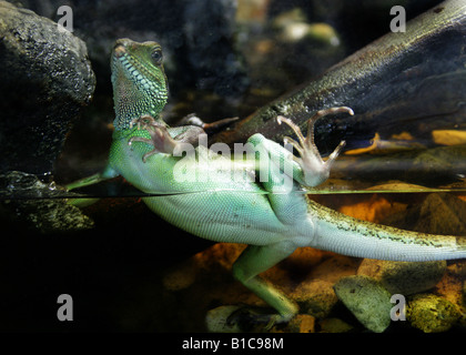 Green Water Dragon, Physignathus Cocincinus, Agamidae, Vietnam, Asien Stockfoto