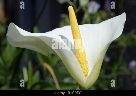 Gemeinsamen Calla Zantedeschia Aethiopica Lilie Crowborough. Stockfoto