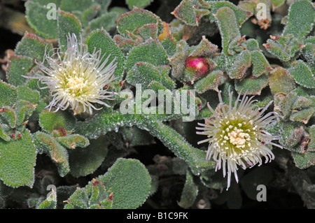 Abb. Ringelblume, Eiszapfen Pflanze (Mesembryanthemum Crystallinum) Blüte Stockfoto