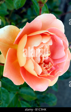 ROSA PAT AUSTIN SYN AUSMUM AGM Stockfoto