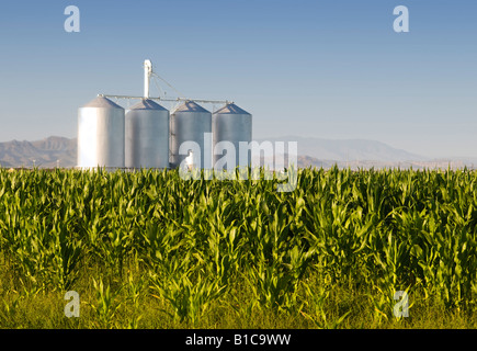 Mais mit landwirtschaftlichen Silos und Bergen im Hintergrund Stockfoto