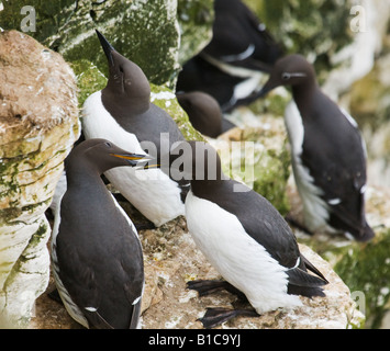 Trottellummen in Bempton Cliffs einen Matig Verhalten, mit einem Bridled Guillemot im Hintergrund. Stockfoto