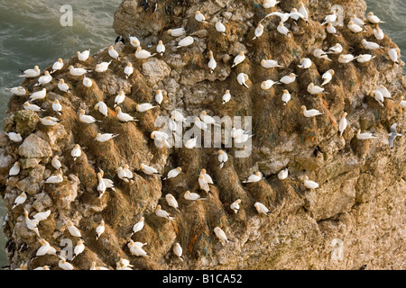 Bestandteil einer Tölpelkolonie in Bempton Cliffs Stockfoto