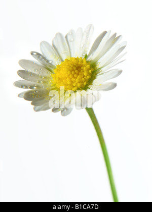 Daisy Flower Stockfoto