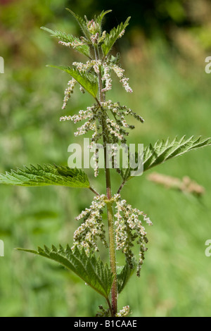 Brennessel, Urtica Dioica, in Blüte Stockfoto