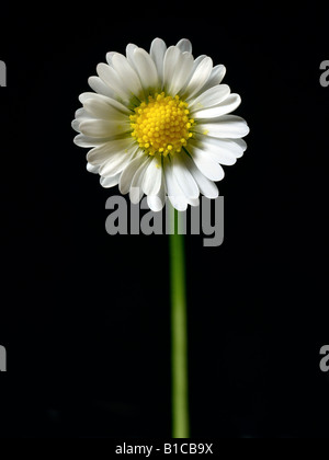 Daisy Flower Stockfoto