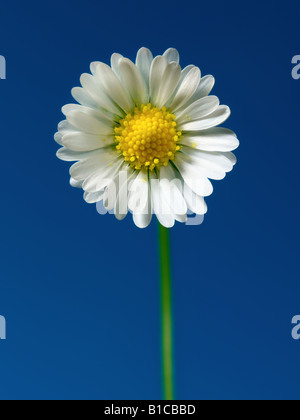 Daisy Flower Stockfoto