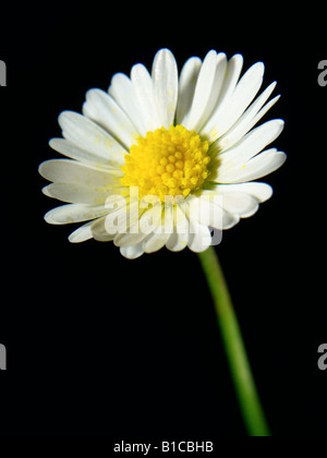 Daisy Flower Stockfoto