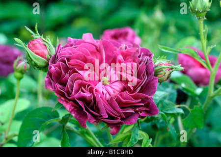 ROSA CHARLES DE MILLS AGM GALLICA-ROSE Stockfoto