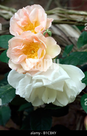 ROSA PENELOPE AGM HYBRID MUSK ROSE Stockfoto