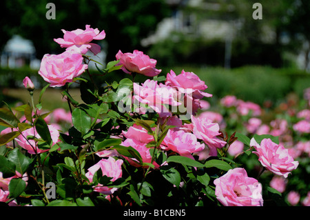 Rosa Rosen im Park. Stockfoto
