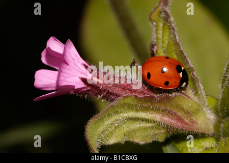 7 Punkt Marienkäfer Coccinella 7 Trommler Coccinellidae Essen Blattläuse an rote Campion UK Stockfoto