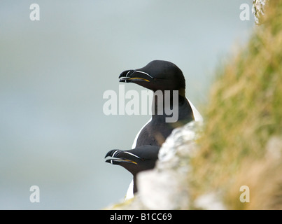 Ein paar Tordalken Blick auf das Meer. Stockfoto