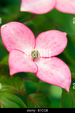 CORNUS KOUSA SATOMI Stockfoto