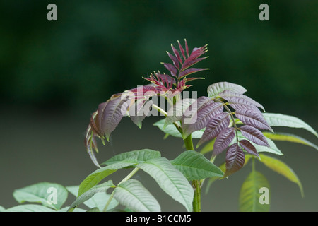 Rote Blätter im Frühling Stockfoto