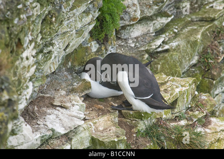 Zwei umwerben Tordalken thront auf einem Felsvorsprung Clif. Stockfoto