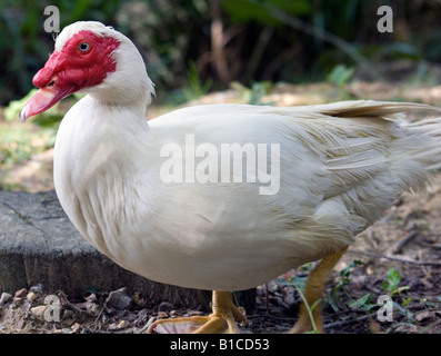 Eine Barbarie-Ente Stockfoto