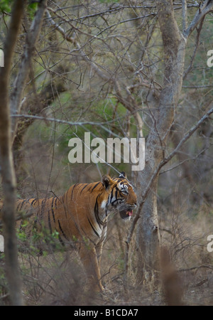 Ein Erwachsener Tiger in den Bäumen am Ranthambore Tiger zu reservieren. (Panthera Tigris) Stockfoto