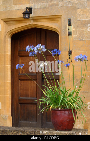 AGAPANTHUS IN EINEM TOPF DURCH DIE TÜR ZU EINEM COTSWOLD-STEINHAUS-UK Stockfoto