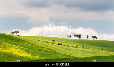 Traditionelle toskanische Landschaft in der Nähe von San Quirico, Valle de Orcia, Toskana, Italien Stockfoto