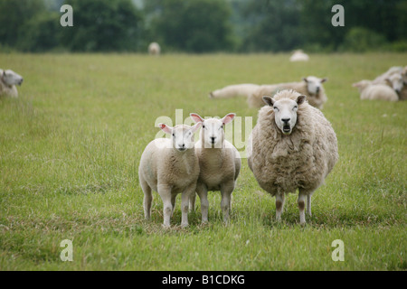 Zwei Lämmer und ihre Mutter blöken und zeigen Zähne auf einem Feld am Kirchturm Minogue auf die Essex-Suffolk-Grenzen Stockfoto