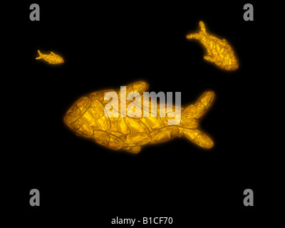 Fischölkapseln gebildet in der Form von Goldfischen auf schwarzen Hintergrund. Abbildung Stockfoto