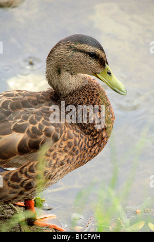 Stockente oder Wildente 'Anas Platyrhnchos' ANATIDAE Stockfoto