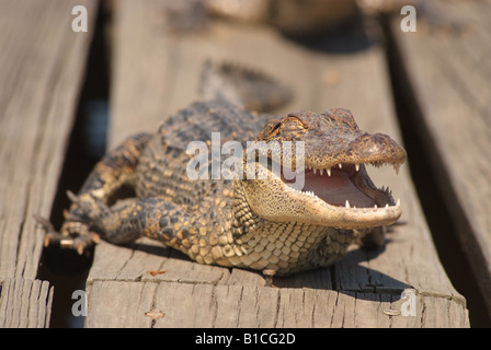 USA Louisiana LA Cajun Country Avery Island Krokodile sonnen Jungle Gardens Stockfoto