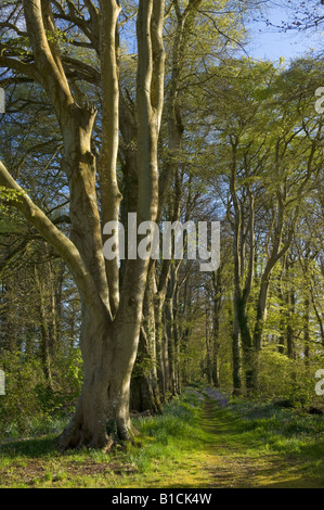 Glockenblumen in einem Wald in der Nähe von Pwllheli LLyn Halbinsel Gwynedd North Wales GB UK EU Europa Stockfoto