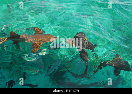 Krankenschwester Haie Shark Ray Alley Hol Chan Marine Reserve Belize Stockfoto