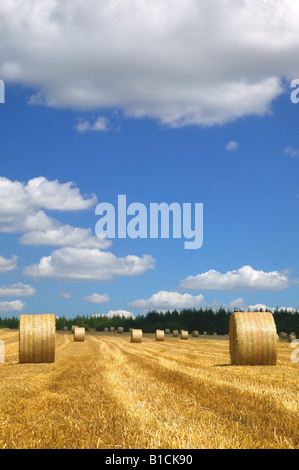 Heuballen in einem Feld an einem sonnigen Sommertag Stockfoto