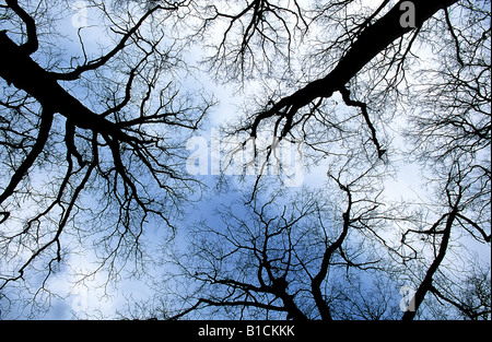 Eiche (Quercus spec.), Deutschland Stockfoto