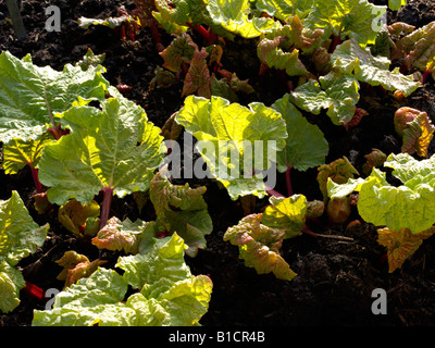 Garten Rhabarber (Rheum rhabarbarum Syn. rheum undulatum) Stockfoto